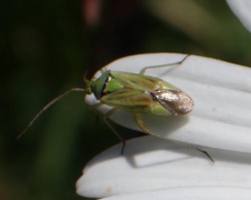 Closterotomus norwegicus